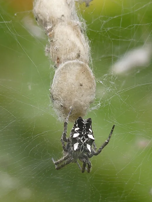 Spinne
