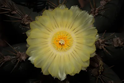 noch ne Kaktusblüte