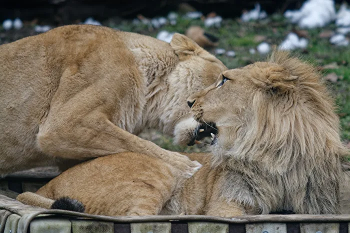 Lions
