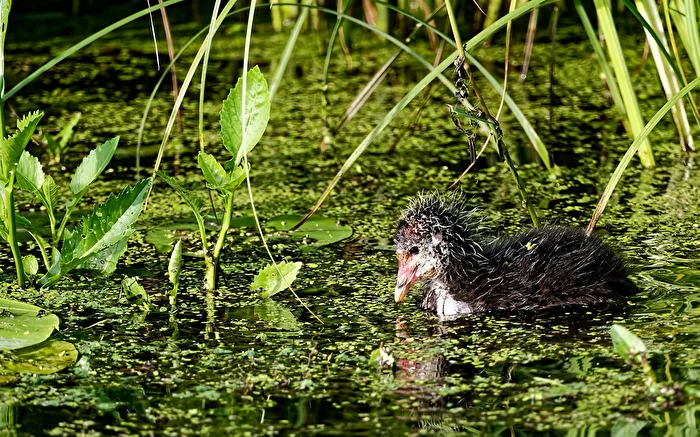 Coot Chick (Fulica atra)