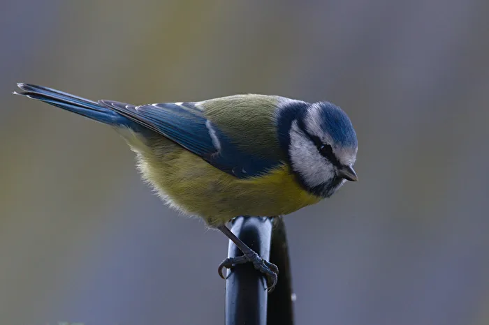 Blue Tit