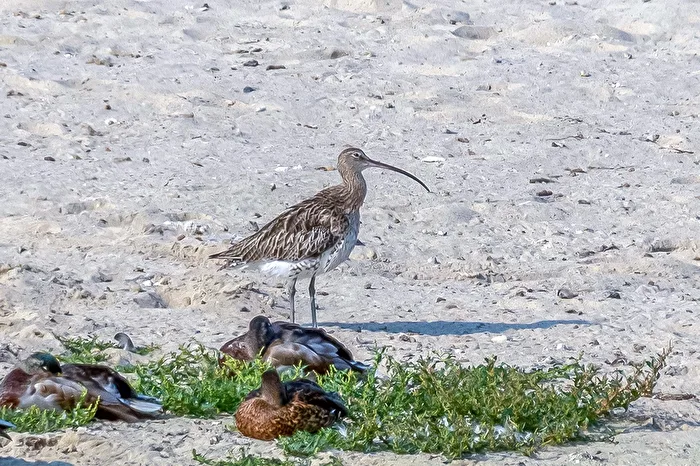 Great Curlew