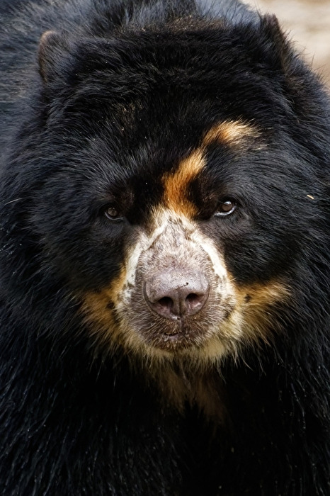 Brillenbär