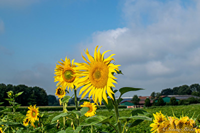 Wenigstens etwas Sommer