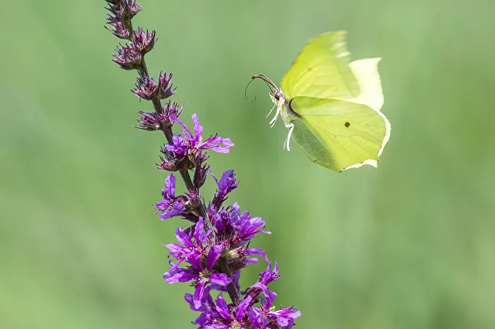 Brimstone butterfly in flight..