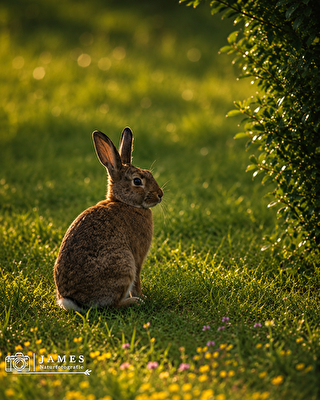 Im goldenen morgenlicht  Ein stiller Moment in der Natur
