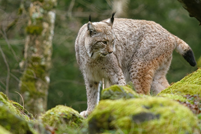 Luchs