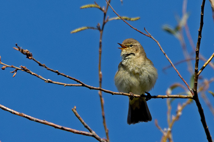 Der Zilpzap im Gesang