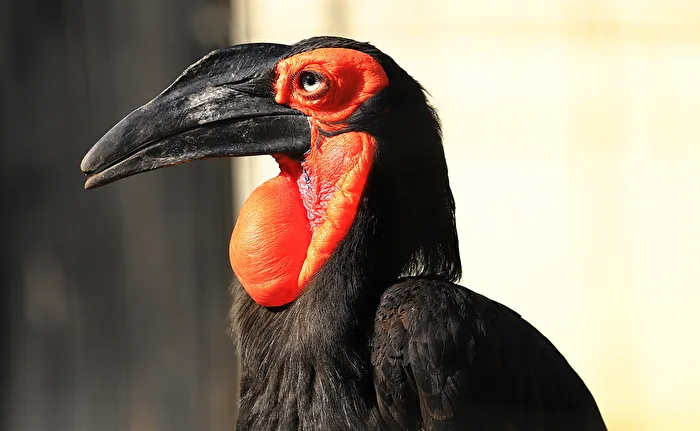 Corvo cornuto meridionale