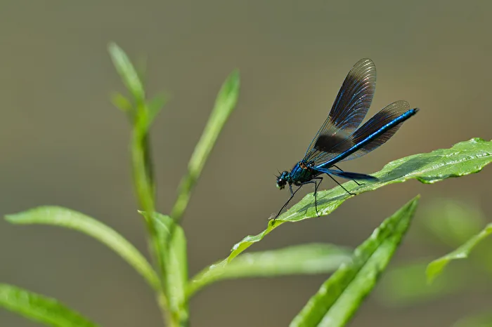 Prachtlibelle?