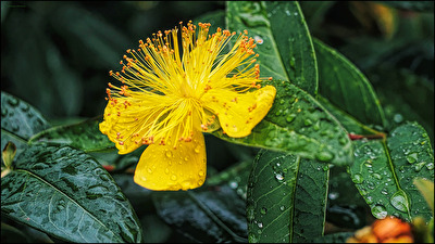 Teppich-Johanniskraut