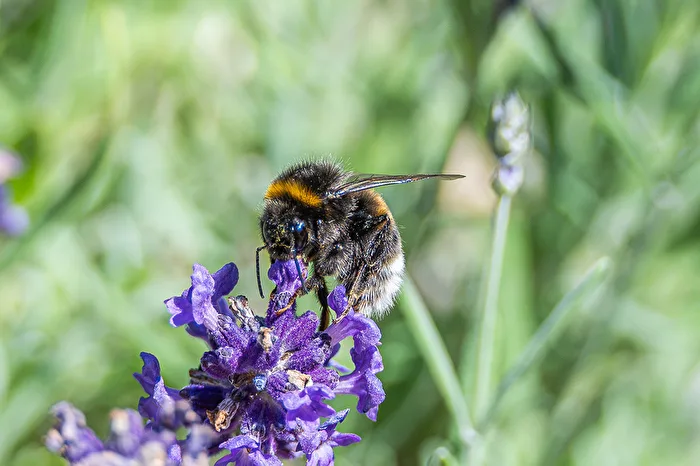 Insects in the lavender (1)