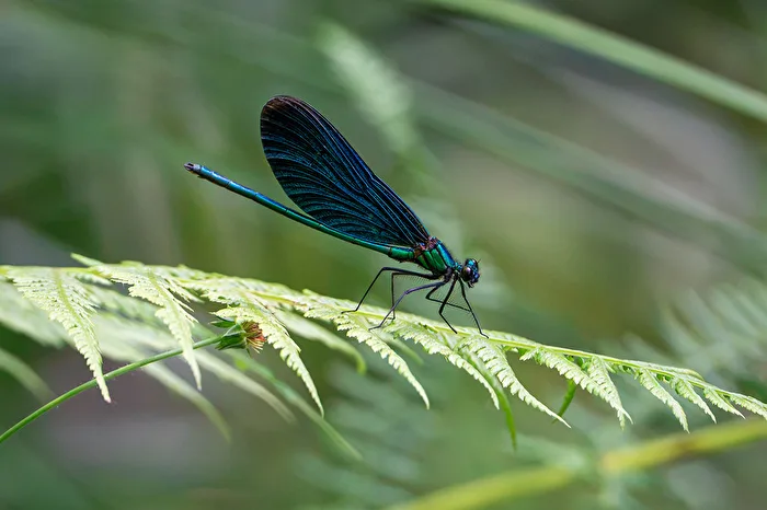 Magnificent dragonfly