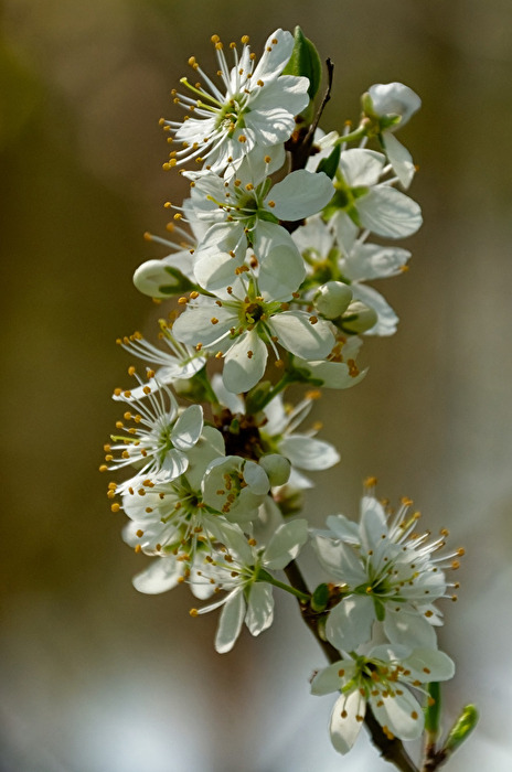 Blüten