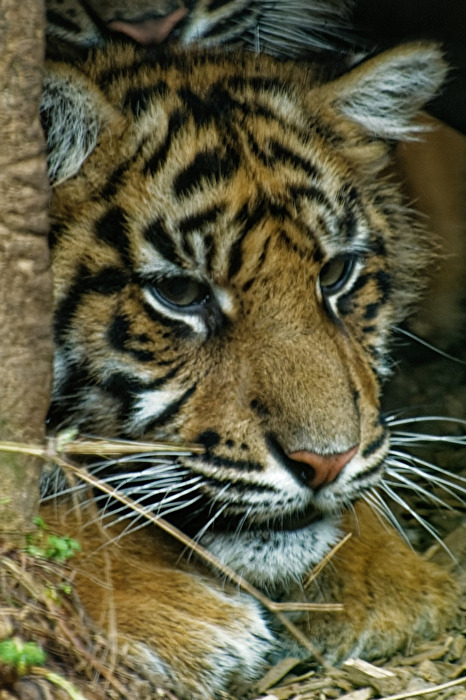 junger Tiger