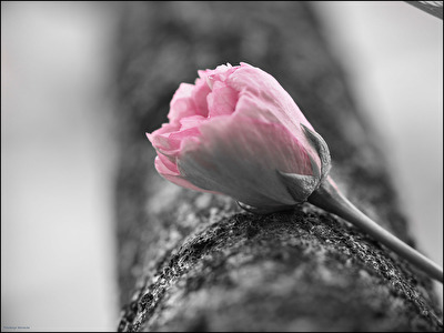 Kirschblüte