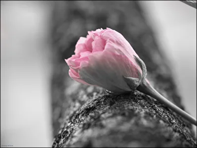 Kirschblüte
