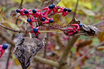 Harlekin-Losbaum  im Herbst