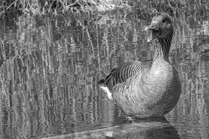 Gans