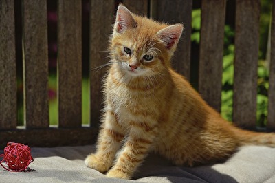 #Haustiere_Schmusekatze