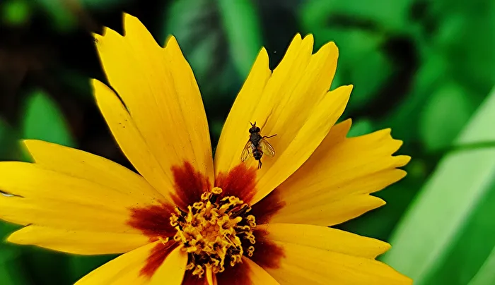 False Daisy