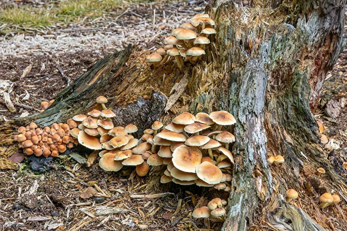 Cluster of mushrooms