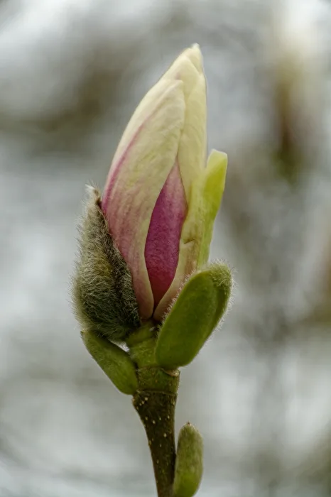 Magnolie