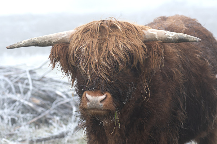 Gut hab ich ein dickes Fell.