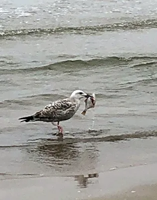 Vogel