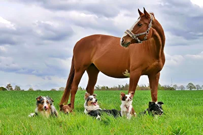 Unterwegs mit Pferd und Hund