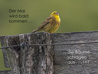 Stimmprobe  . . . .