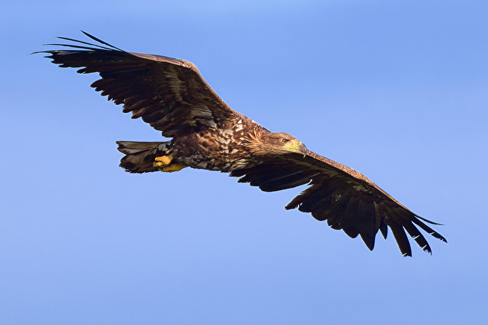 Seeadler
