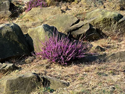 Heideblüte