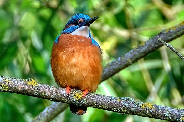 Eisvogel