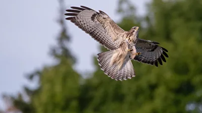 Mäusebussard