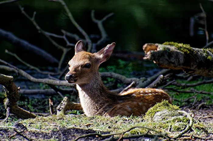 Sikawild Fawn