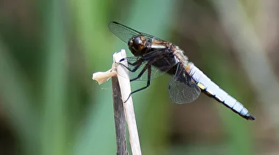 Großer Blaupfeil Orthetrum cancellatum