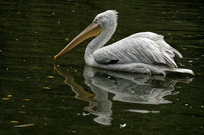 Dalmatian Pelican