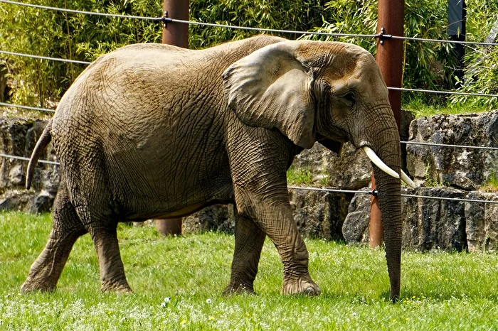 Elephant