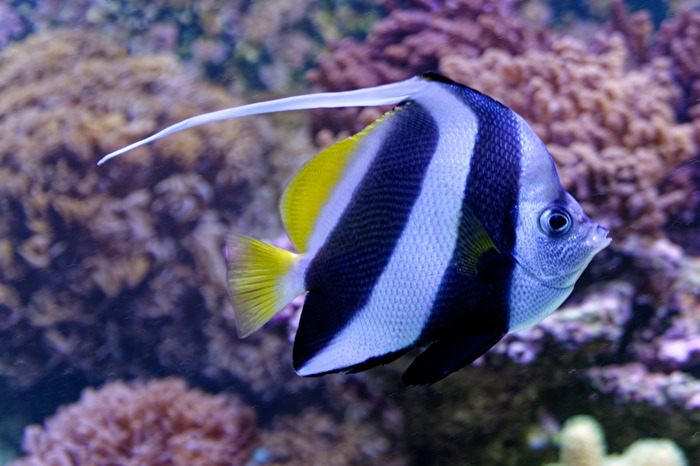 Meerwasserfisch