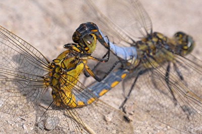 Großer Blaupfeil -Paarung