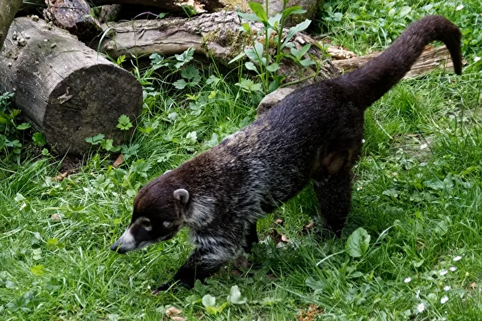 Coati à museau blanc