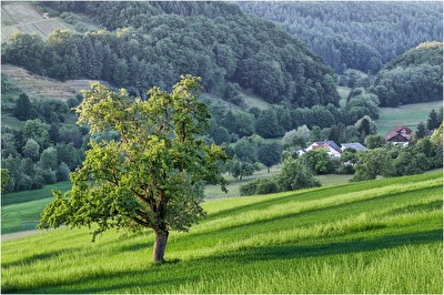 Das Dorf