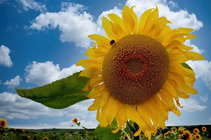 #Gelb - Sommer !