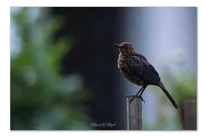 "Wildlife" im Dahliengarten