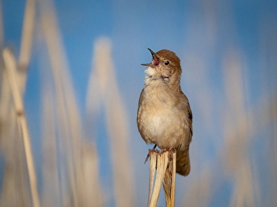 Rohrschwirl