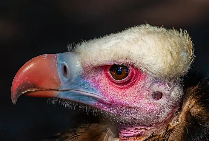 Vultures
