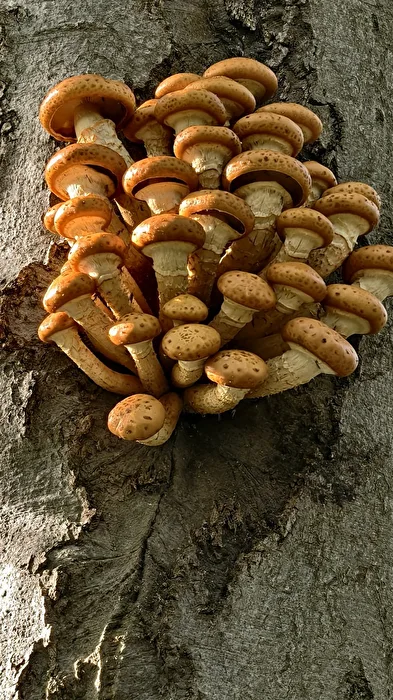 Champignons sur l'arbre