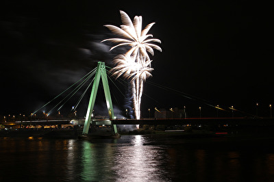 Kölner Palmen