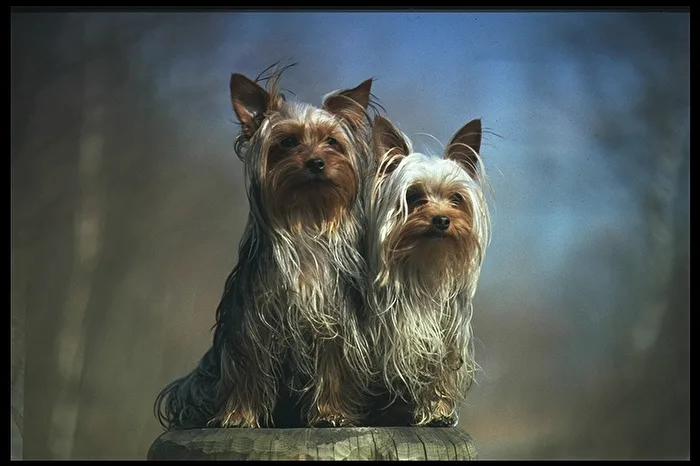 Meine Doggy´s